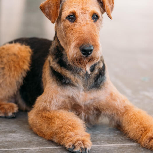 How Many Coats Does An Airedale Terrier Have
